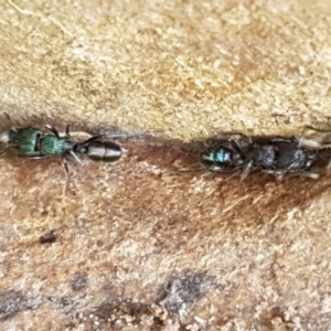 Rhytidoponera metallica at Fraser, ACT - 28 Oct 2020