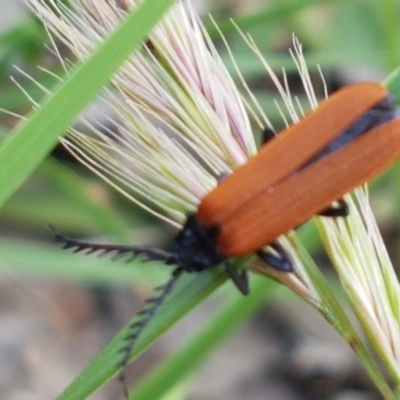 Porrostoma sp. (genus) (Lycid, Net-winged beetle) at Dunlop Grasslands - 28 Oct 2020 by tpreston