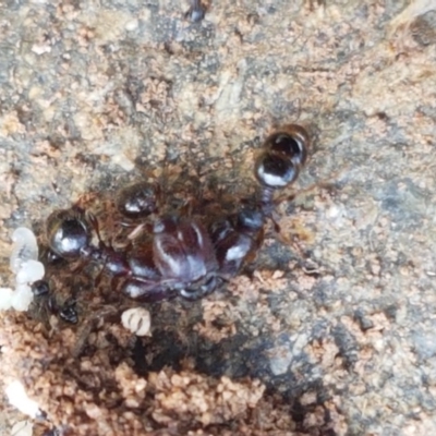 Pheidole sp. (genus) (Seed-harvesting ant) at Fraser, ACT - 28 Oct 2020 by trevorpreston