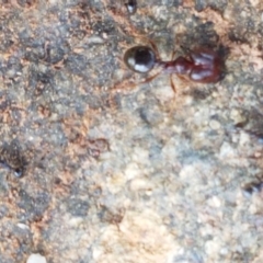 Pheidole sp. (genus) at Fraser, ACT - 28 Oct 2020