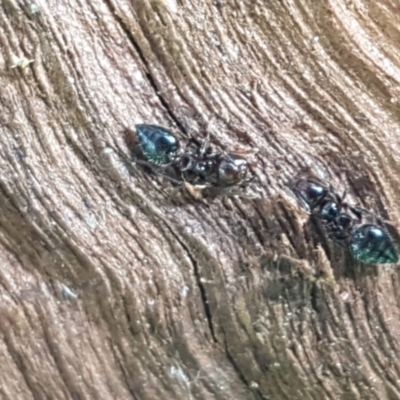 Crematogaster sp. (genus) (Acrobat ant, Cocktail ant) at Dunlop Grasslands - 28 Oct 2020 by tpreston
