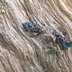 Crematogaster sp. (genus) (Acrobat ant, Cocktail ant) at Fraser, ACT - 28 Oct 2020 by tpreston