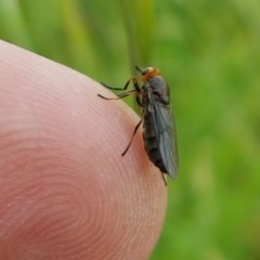 Inopus rubriceps (Sugarcane Soldier Fly) at Dunlop Grasslands - 28 Oct 2020 by tpreston