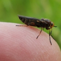 Inopus rubriceps at Fraser, ACT - 28 Oct 2020