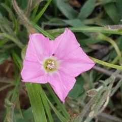 Convolvulus angustissimus subsp. angustissimus (Australian Bindweed) at Fraser, ACT - 28 Oct 2020 by tpreston