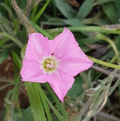 Convolvulus angustissimus subsp. angustissimus (Australian Bindweed) at Fraser, ACT - 28 Oct 2020 by trevorpreston
