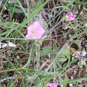 Convolvulus angustissimus subsp. angustissimus at Fraser, ACT - 28 Oct 2020 03:56 PM