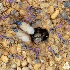 Iridomyrmex purpureus (Meat Ant) at Fraser, ACT - 28 Oct 2020 by trevorpreston