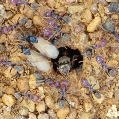 Iridomyrmex purpureus (Meat Ant) at Fraser, ACT - 28 Oct 2020 by trevorpreston