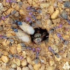 Iridomyrmex purpureus (Meat Ant) at Fraser, ACT - 28 Oct 2020 by tpreston