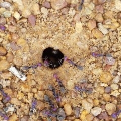 Iridomyrmex purpureus at Fraser, ACT - 28 Oct 2020