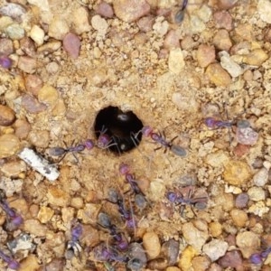 Iridomyrmex purpureus at Fraser, ACT - 28 Oct 2020