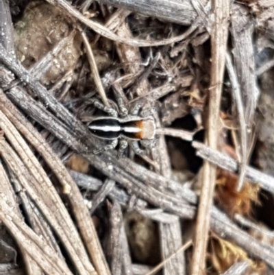 Euophryinae sp. (Mr Stripey) undescribed (Mr Stripey) at Dunlop Grasslands - 28 Oct 2020 by trevorpreston