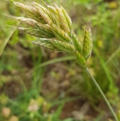 Bromus hordeaceus (A Soft Brome) at Fraser, ACT - 28 Oct 2020 by trevorpreston