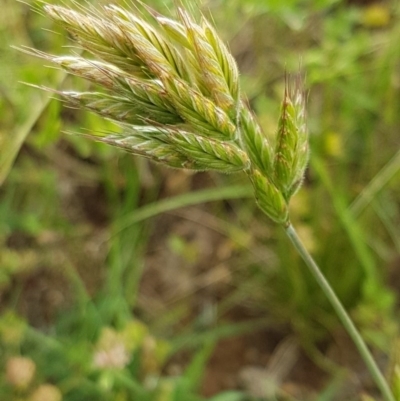 Bromus hordeaceus (A Soft Brome) at Fraser, ACT - 28 Oct 2020 by tpreston