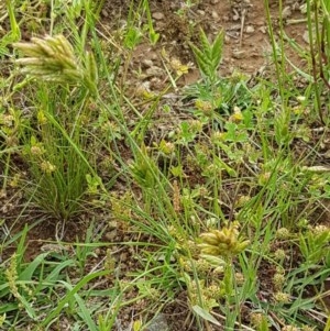 Bromus hordeaceus at Fraser, ACT - 28 Oct 2020