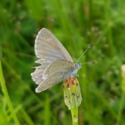 Zizina otis (Common Grass-Blue) at Fraser, ACT - 28 Oct 2020 by trevorpreston
