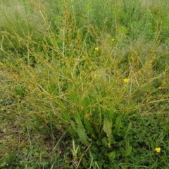 Rumex dumosus (Wiry Dock) at Fraser, ACT - 28 Oct 2020 by tpreston