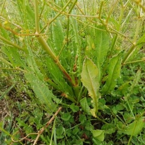 Rumex dumosus at Fraser, ACT - 28 Oct 2020 04:12 PM