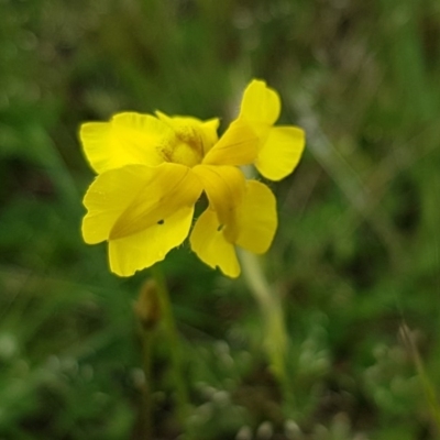 Goodenia pinnatifida (Scrambled Eggs) at Fraser, ACT - 28 Oct 2020 by tpreston