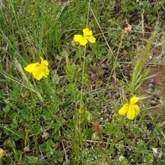 Goodenia pinnatifida at Fraser, ACT - 28 Oct 2020