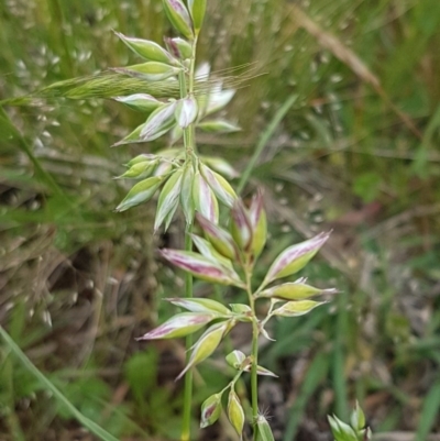 Rytidosperma carphoides (Short Wallaby Grass) at Fraser, ACT - 28 Oct 2020 by trevorpreston