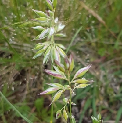 Rytidosperma carphoides (Short Wallaby Grass) at Fraser, ACT - 28 Oct 2020 by tpreston