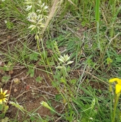 Rytidosperma carphoides at Fraser, ACT - 28 Oct 2020