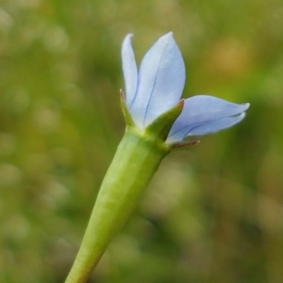 Wahlenbergia multicaulis (Tadgell's Bluebell) at Fraser, ACT - 28 Oct 2020 by tpreston