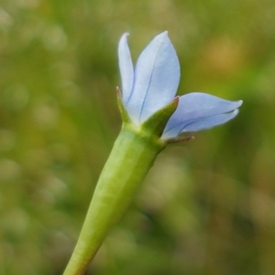Wahlenbergia multicaulis (Tadgell's Bluebell) at Fraser, ACT - 28 Oct 2020 by trevorpreston