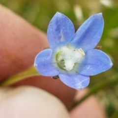 Wahlenbergia multicaulis at Fraser, ACT - 28 Oct 2020