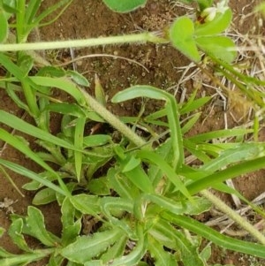 Wahlenbergia multicaulis at Fraser, ACT - 28 Oct 2020