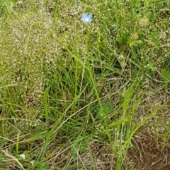 Wahlenbergia multicaulis at Fraser, ACT - 28 Oct 2020