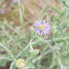 Vittadinia cuneata var. cuneata (Fuzzy New Holland Daisy) at Dunlop Grasslands - 28 Oct 2020 by tpreston