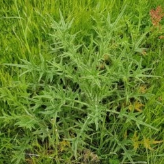 Cirsium vulgare (Spear Thistle) at Fraser, ACT - 28 Oct 2020 by tpreston