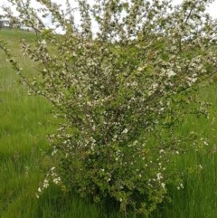 Crataegus monogyna (Hawthorn) at Fraser, ACT - 28 Oct 2020 by trevorpreston