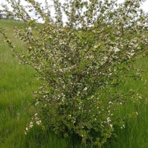 Crataegus monogyna at Fraser, ACT - 28 Oct 2020