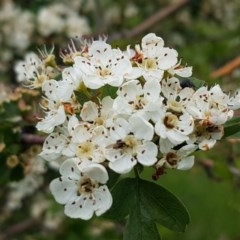 Crataegus monogyna at Fraser, ACT - 28 Oct 2020