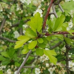 Crataegus monogyna at Fraser, ACT - 28 Oct 2020 04:24 PM