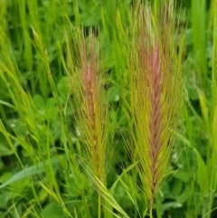 Hordeum leporinum (Barley Grass) at Fraser, ACT - 28 Oct 2020 by trevorpreston