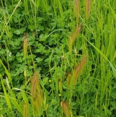 Hordeum leporinum at Fraser, ACT - 28 Oct 2020