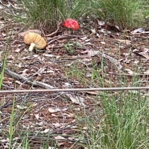 Amanita muscaria at Carwoola, NSW - 27 Oct 2020