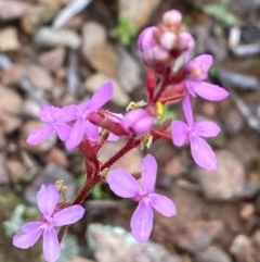 Stylidium (genus) (Trigger Plant) at Carwoola, NSW - 27 Oct 2020 by SthTallagandaSurvey