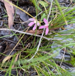 Caladenia carnea at Carwoola, NSW - 27 Oct 2020