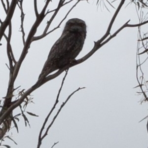 Podargus strigoides at Carwoola, NSW - suppressed