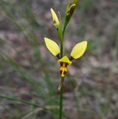 Diuris sulphurea (Tiger Orchid) at Carwoola, NSW - 27 Oct 2020 by SthTallagandaSurvey