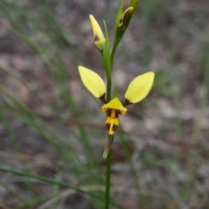 Diuris sulphurea at Carwoola, NSW - suppressed