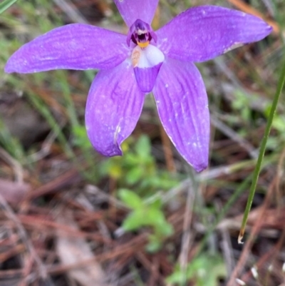 Glossodia major (Wax Lip Orchid) at Carwoola, NSW - 27 Oct 2020 by SthTallagandaSurvey