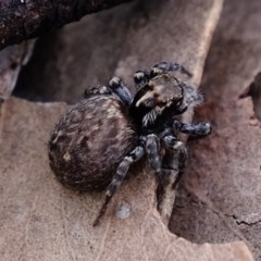 Hypoblemum sp. (genus) at Block 402 - 28 Oct 2020 by Kurt