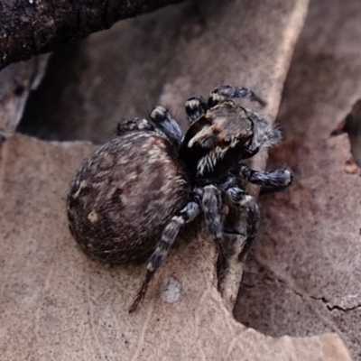 Unidentified Jumping or peacock spider (Salticidae) at Denman Prospect, ACT - 28 Oct 2020 by Kurt